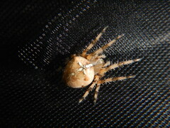 Araneus pallidus