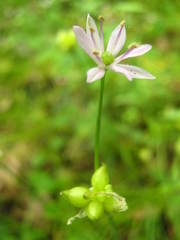 Allium canadense canadense