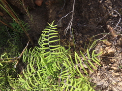 Gleichenia polypodioides