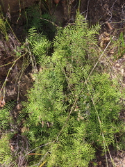 Gleichenia polypodioides