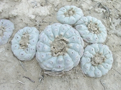 Lophophora williamsii