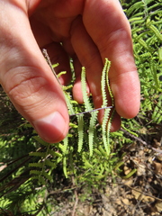 Gleichenia polypodioides