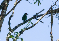 Psilopogon franklinii