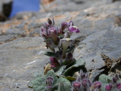 Scutellaria hirta