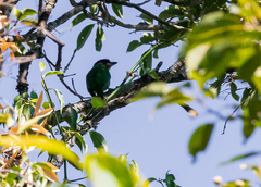 Psilopogon franklinii