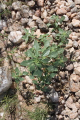 Forsskaolea