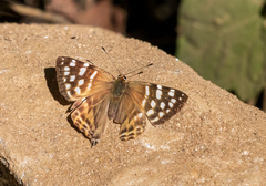Dodona eugenes