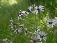 Silene italica