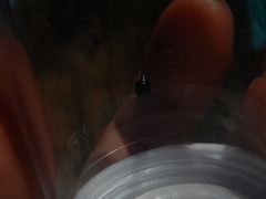 Parexochomus nigromaculatus