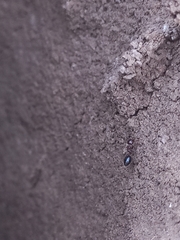 Crematogaster rogenhoferi