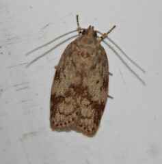 Oligoloba severa