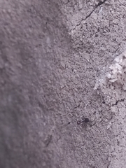 Crematogaster rogenhoferi