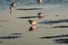 Calidris tenuirostris