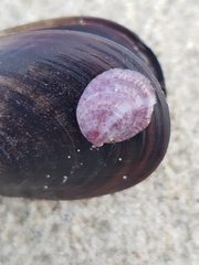 Crepipatella dilatata