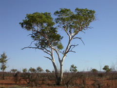 Corymbia aparrerinja
