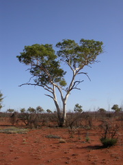 Corymbia aparrerinja