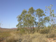 Corymbia eremaea