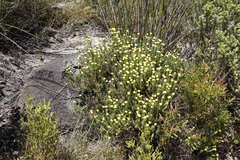 Chrysocoma coma-aurea