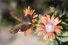 Delosperma testaceum