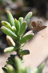 Delosperma testaceum