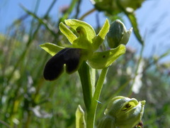 Ophrys fusca funerea
