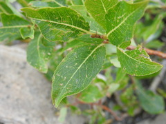 Salix foetida
