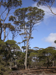 Eucalyptus longicornis