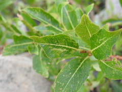 Salix foetida