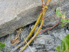 Salix foetida