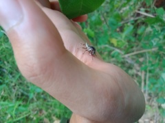 Oemethylus triangularis