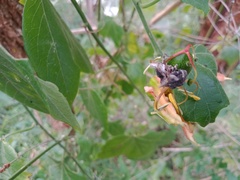 Oemethylus triangularis