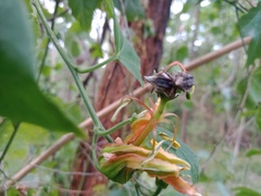 Oemethylus triangularis