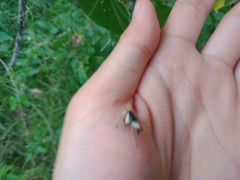 Oemethylus triangularis