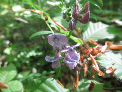 Vicia sepium