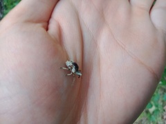 Oemethylus triangularis