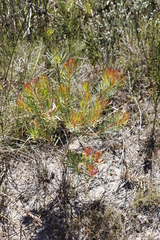 Protea scolymocephala