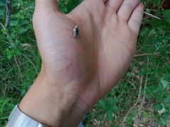 Oemethylus triangularis