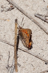 Aloeides thyra thyra