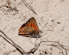 Aloeides thyra thyra