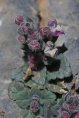 Scutellaria hirta