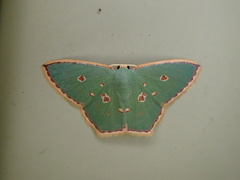 Comostola nereidaria