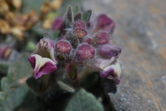 Scutellaria hirta