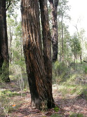 Eucalyptus patens