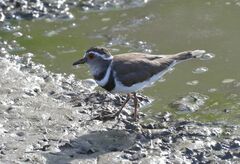 Charadrius tricollaris