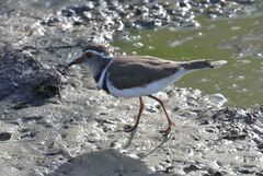 Charadrius tricollaris