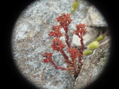 Sedum atratum