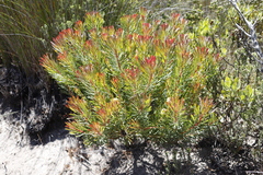 Protea scolymocephala