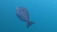 Prionurus microlepidotus