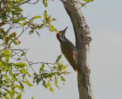 Chloropicus namaquus