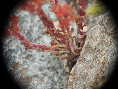 Sedum atratum